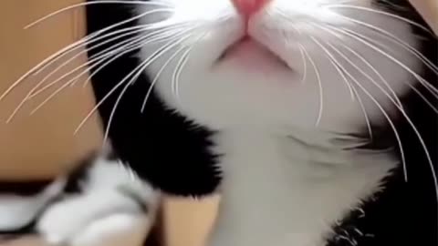 Sweet cat