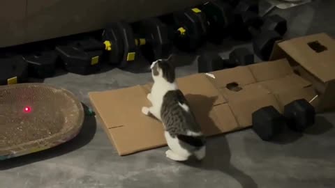 "Funny Cat Prank Caught on Camera 😹 | Cat Jump Scare