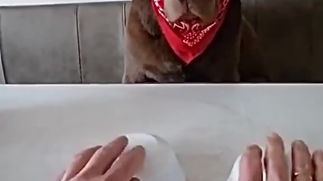 not impressed doggy