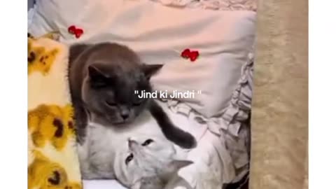Funny video