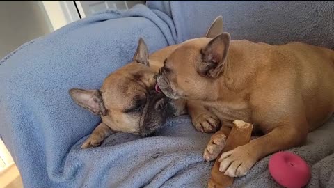 My 2 Frenchies