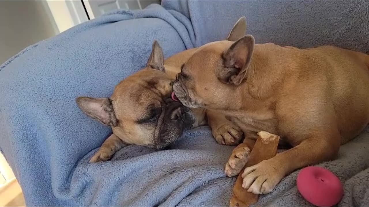 My 2 Frenchies