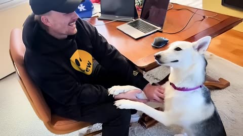 when your dog is the funniest one in the house