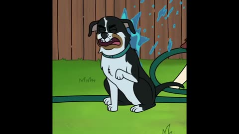 Appenzeller Sennenhund Bitch