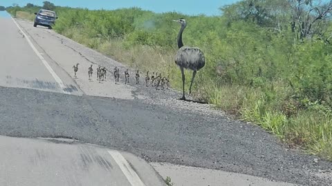 Mama Rhea and Chicks Spotted on the Road
