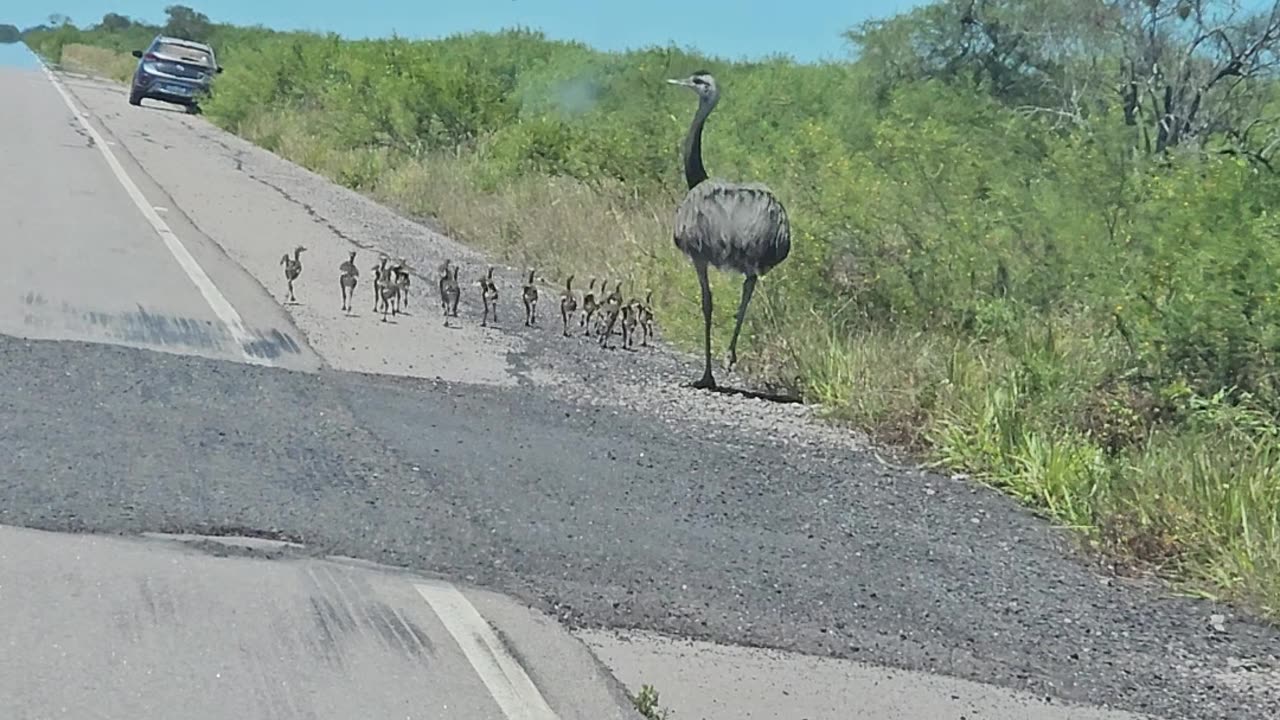 Mama Rhea and Chicks Spotted on the Road