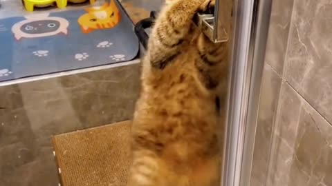 Lovely pets 2