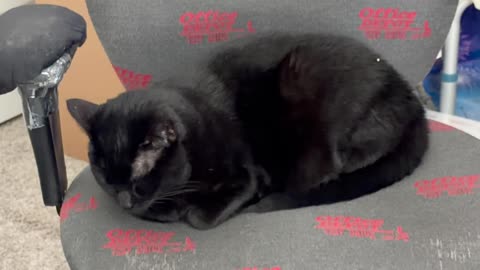 Cute Precious Piper is a Vice President Loaf - My Adopted Shelter Cat Vlog