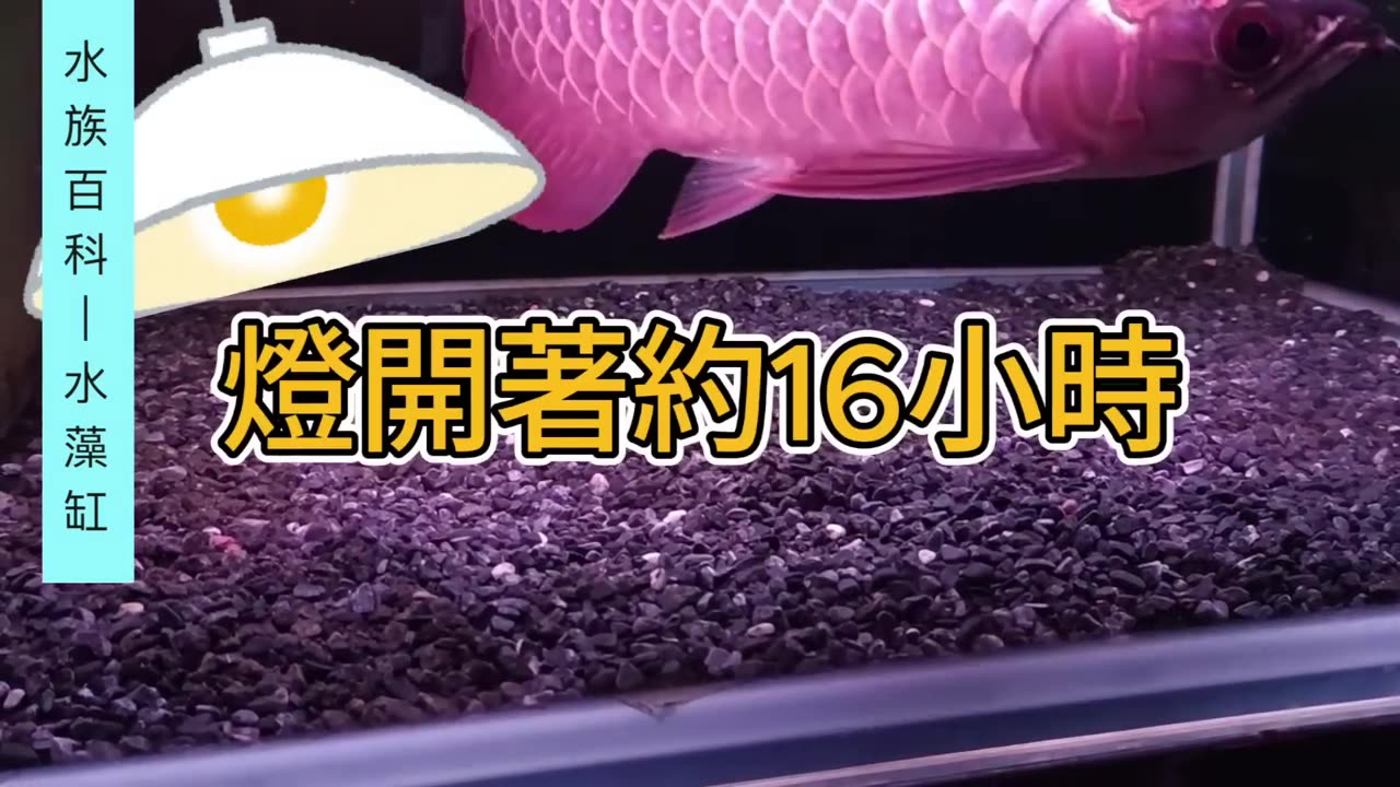【龍爵士】水族百科 水藻缸