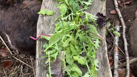 This Bunny's Ear Flop is Comedy Gold 😄