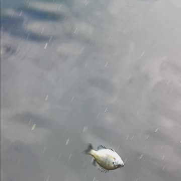 Bluegill kissena