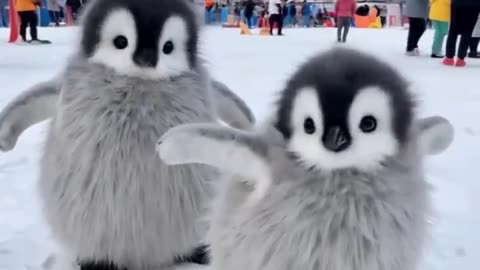 Funny animal videos