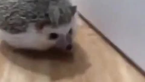 little funny animal #funny #animals #shorts #viral #fun #tiktok #foryou #home