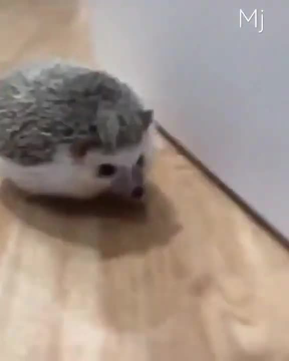 little funny animal #funny #animals #shorts #viral #fun #tiktok #foryou #home