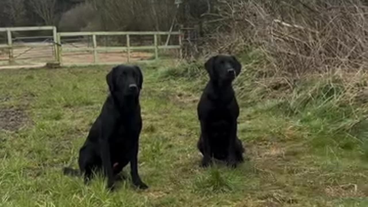 Dogs