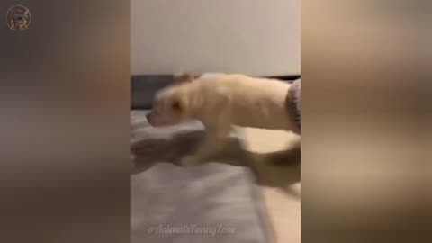 Very funny cats and dogs get more sillier