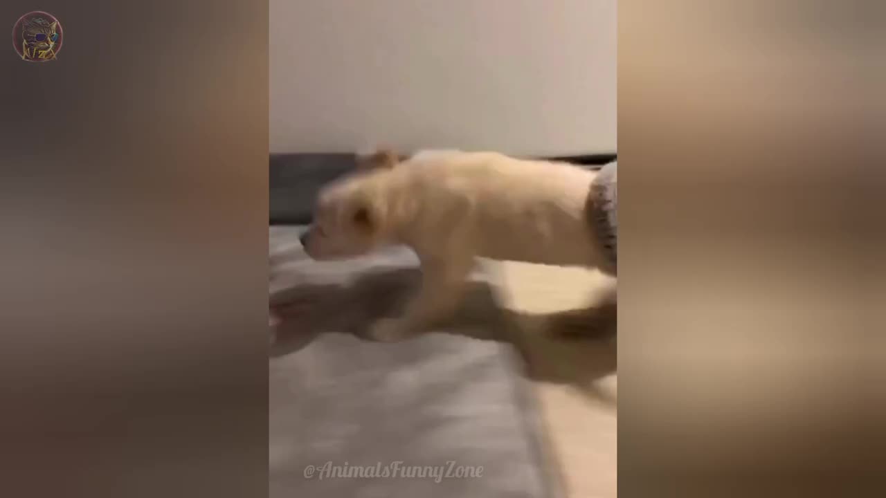 Very funny cats and dogs get more sillier