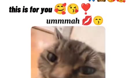 Dog's Comedy Videos 🤣 so cute videos 😍 funny videos 🤣