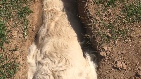 😂🎉 You Won't Believe This Adorable Achievement! | FunFM