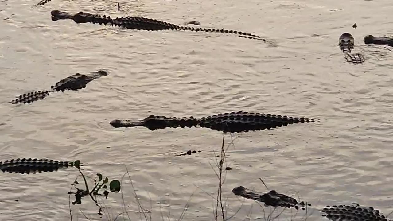 Congregation of Alligators Near La Chua Trail