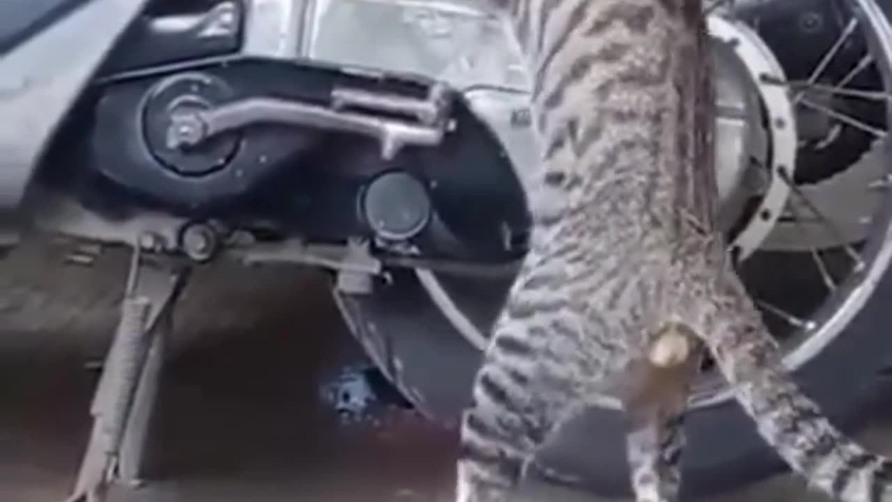 cat is opening a workshop