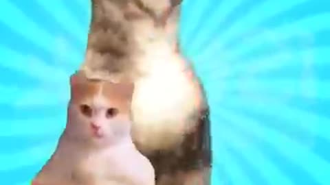 Cute-Cat-Dancing-Video-2-cat-dog-dogdanc_12
