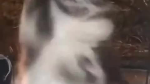 Vety funny cats funny 🤣😂🤣