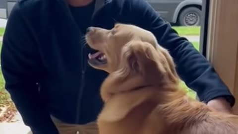 When the Delivery Driver Finally Arrives 😂🐶