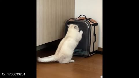 funniest animals will make you laugh- new funny cats and dogs videos