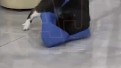 Funny video