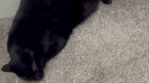Cute Precious Piper is a Croissant Security Guard - Adopting a Cat from a Shelter Vlog #shorts