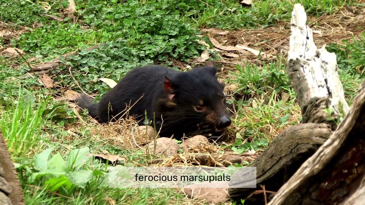 10 Bizarre Creatures You Won’t Believe Exist
