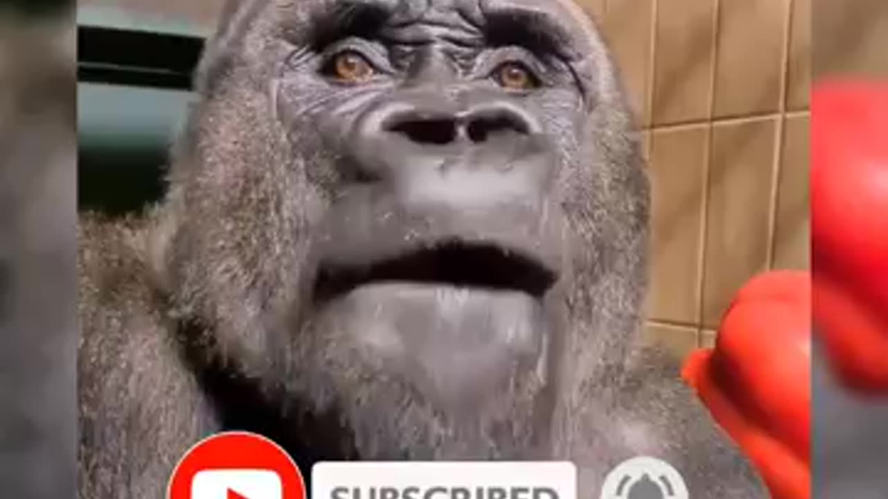 Funny animals