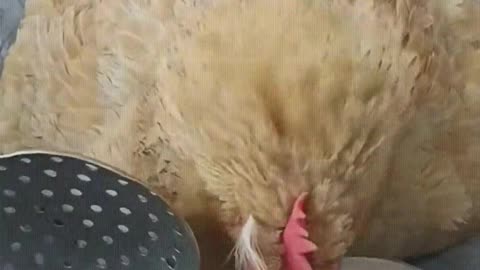 A chicken that knows how to be grateful