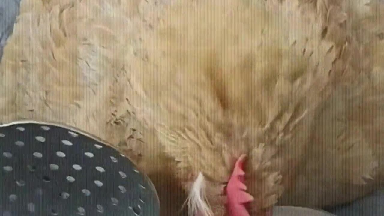 A chicken that knows how to be grateful