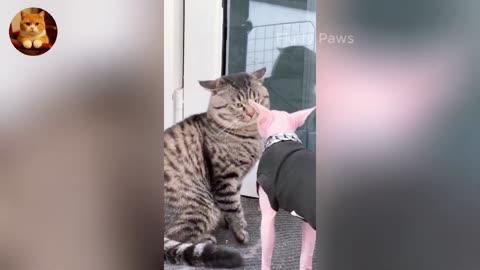 Funny Animals Compilation 🤣 - Craziest Cats & Dogs Moments 2025 🐾😺 - Part 11