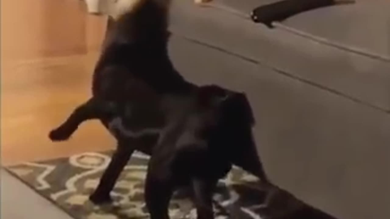 Funny animals😂😂😂😂