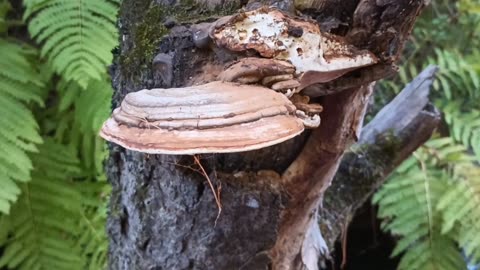 Mushrooms