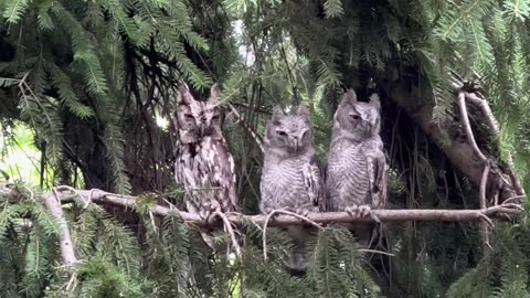 Three Owls Perch On Tree Branch
