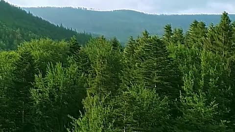 Is being in forests healthy? #healthy #health #healthadvice #reels #shorts