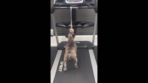 Funny animals - Funny cats / dogs - Funny animal videos 2025