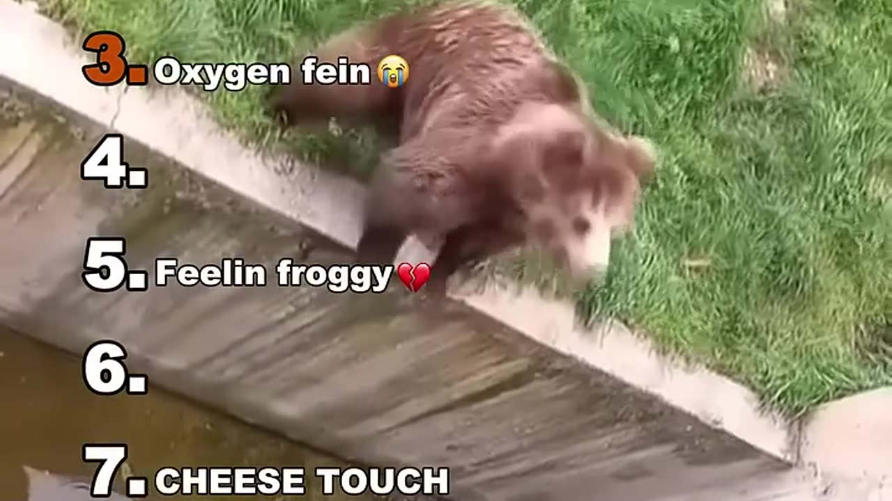 funny animal video