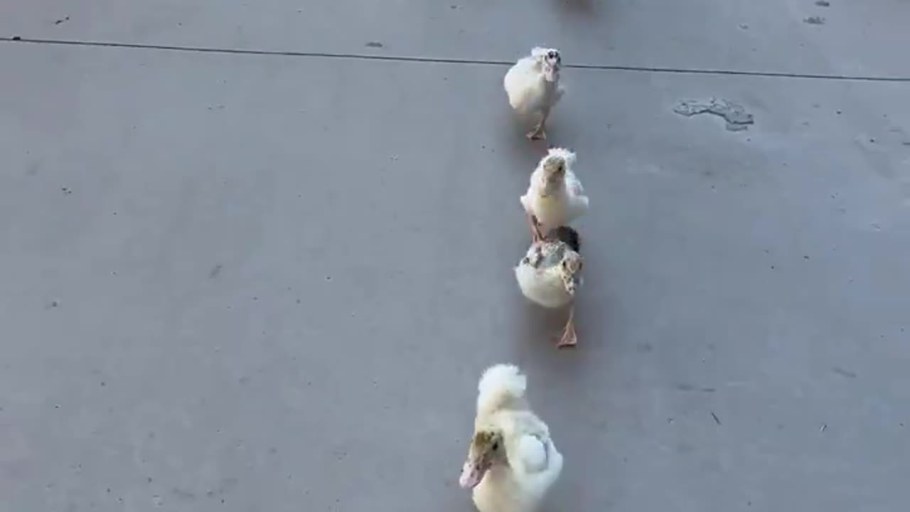 Their walk is so cute!