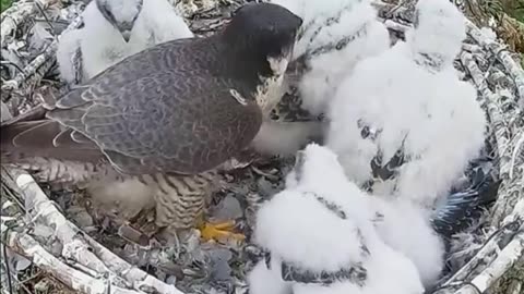 Bird plus Nature