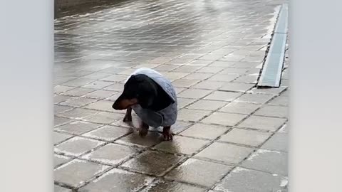 Funny Animals React to Crazy Weather