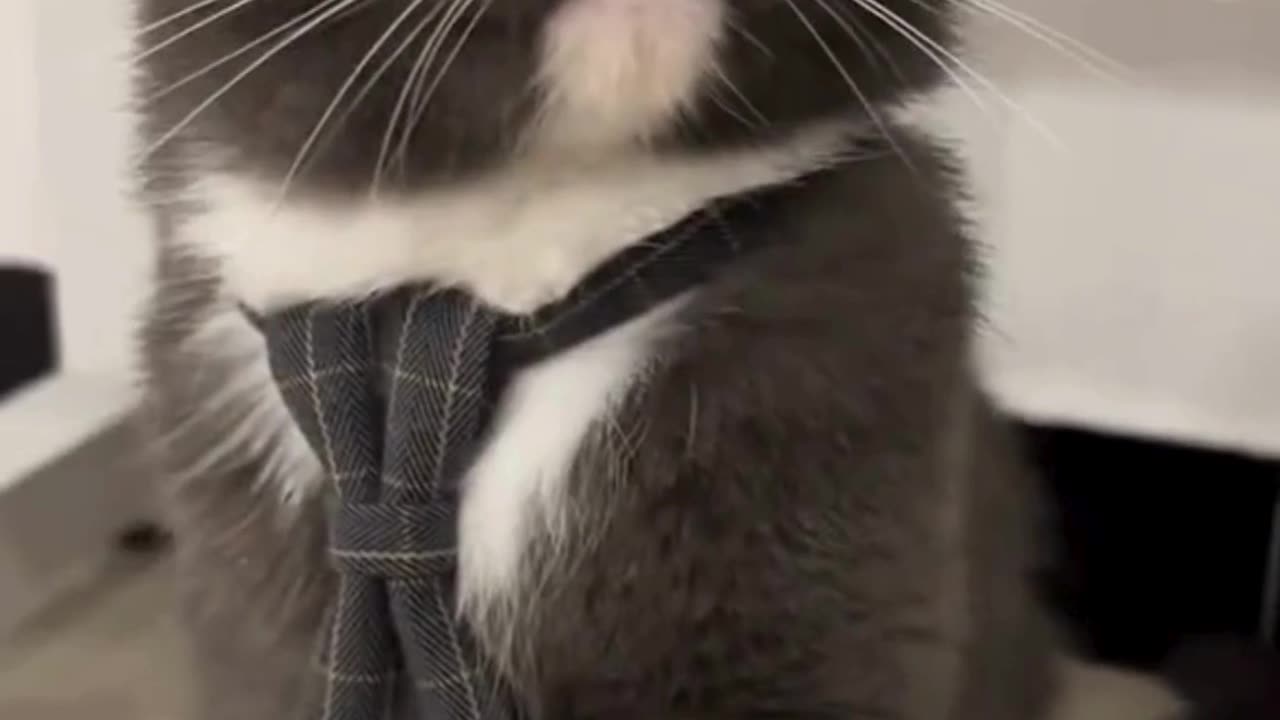 Meet the Reason I Got a Second Cat 😻🐾