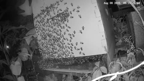 Friday Morning Peek at a Beehive