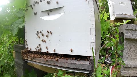 Bees on a Thursday Afternoon
