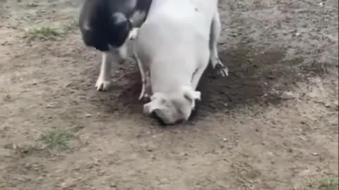 😱🐕 Stop! We’ve Been Spotted and It’s Hilarious! | FunFM