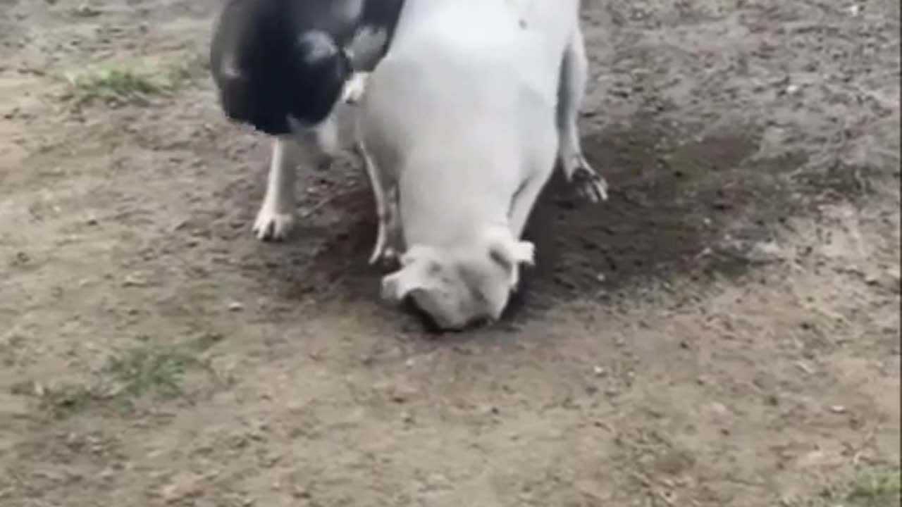 😱🐕 Stop! We’ve Been Spotted and It’s Hilarious! | FunFM